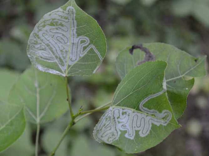 indoor plant pests