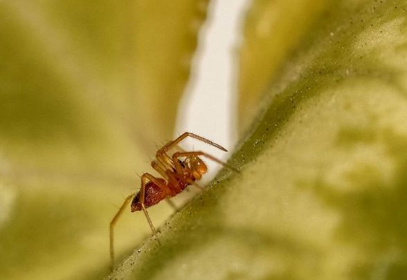 indoor plant pests