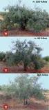 How many kilos does a 3 year old olive tree give? How many kilos does a 3 year old olive tree give?