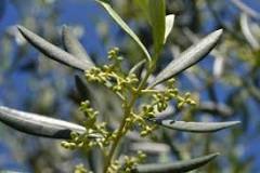 How long does olive blossom last? How long does olive blossom last?