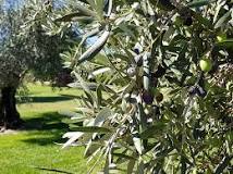 How long does it take to produce an olive tree? How long does it take to produce an olive tree?