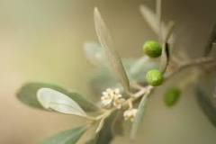 When does olive blossom come out? When does olive blossom come out?