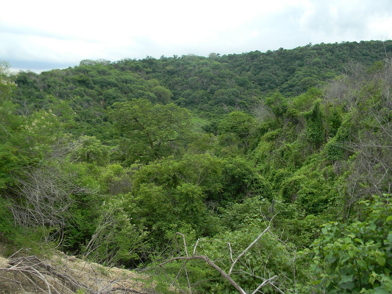 The tropical dry forest is a broadleaf forest biome