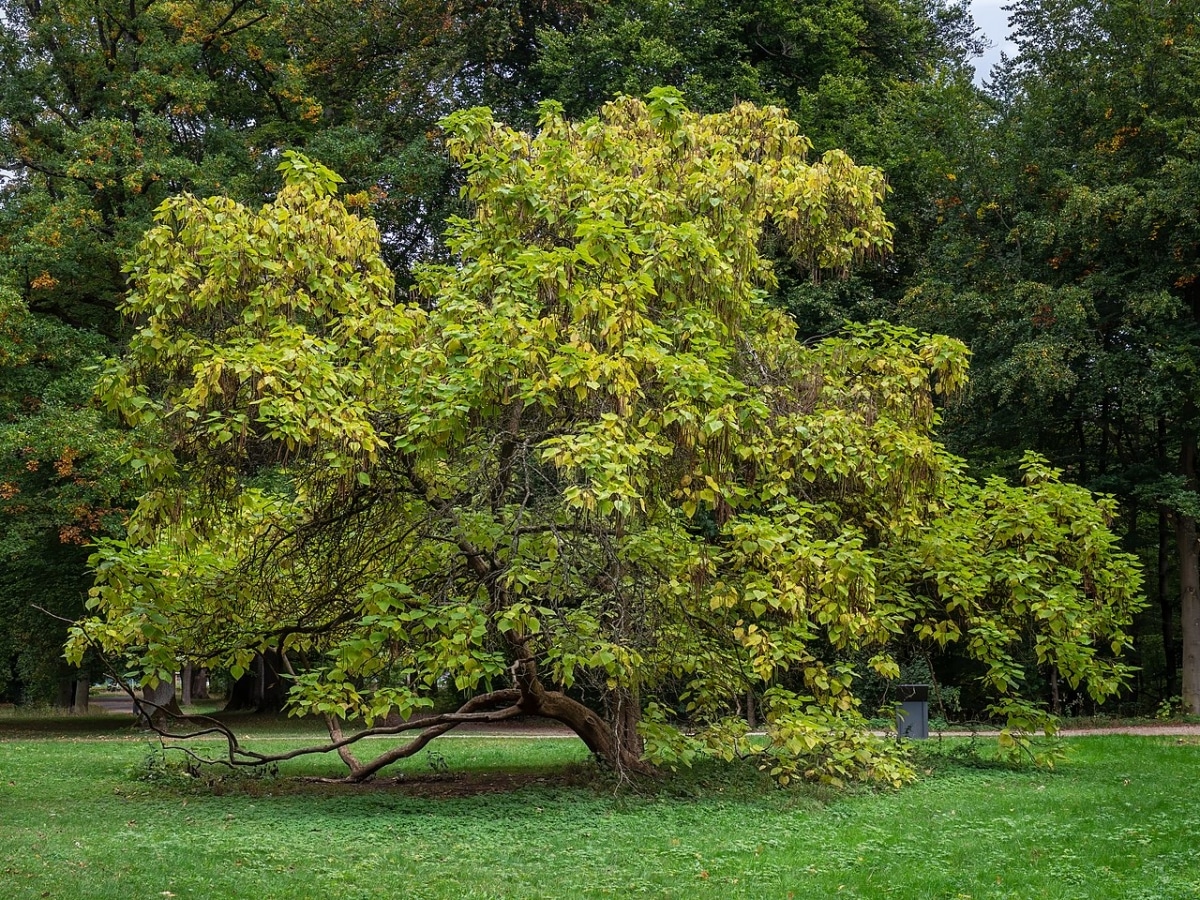 Catalpa is a leafy tree