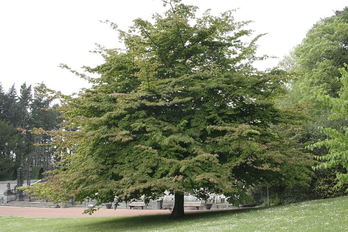 Parrotia persica is a deciduous tree