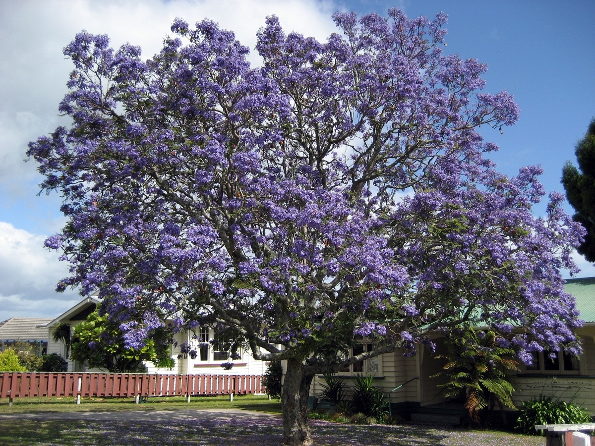 jacaranda mimosifolia, a tree that resists the cold