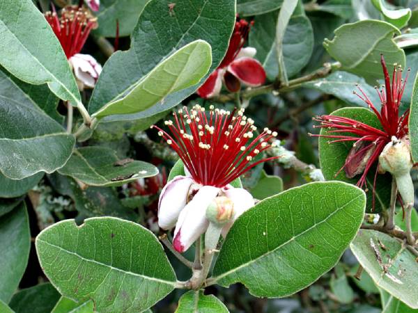 acca sellowiana