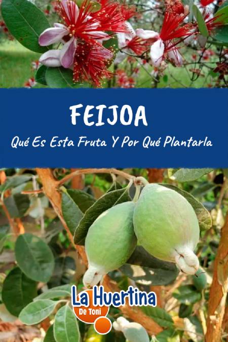 feijoa