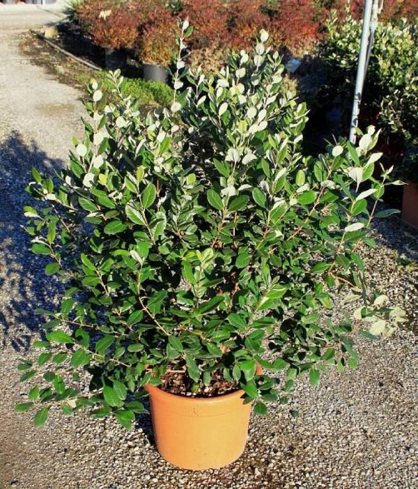 feijoa sellowiana