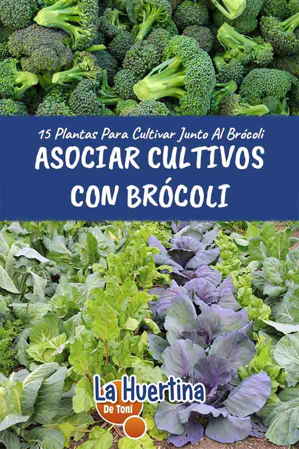 pairing crops with broccoli