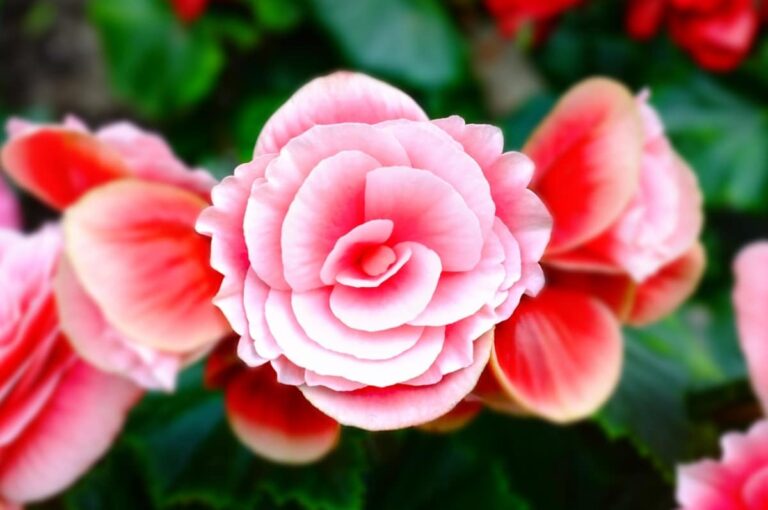 Las begonias pueden ser de sol o de sombra