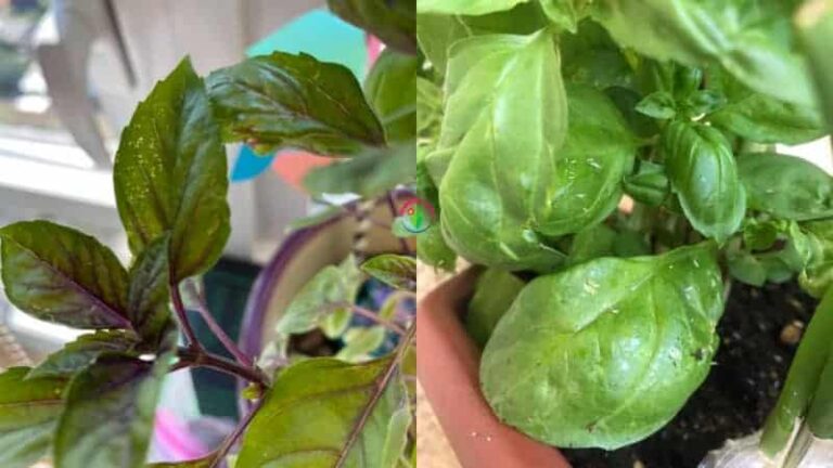Las hojas de albahaca se vuelven blancas