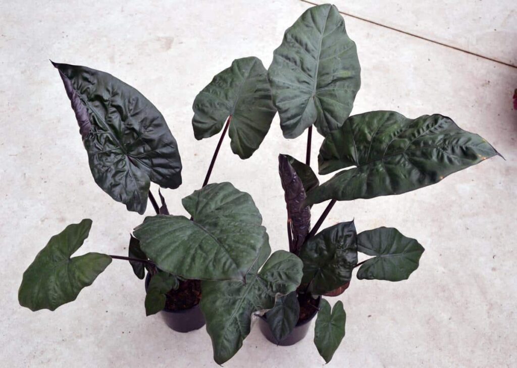 La alocasia negra es una planta tropical