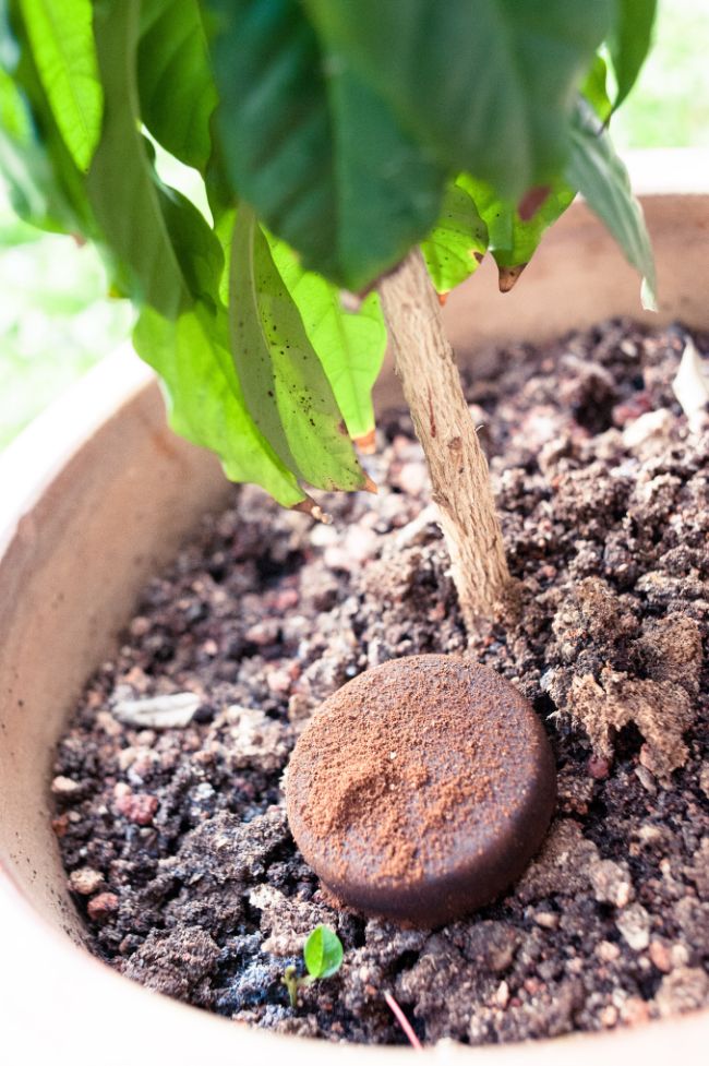 ground coffee for fertilizing indoor plants