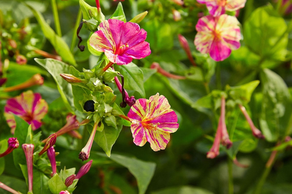 Morning glory is a little weed
