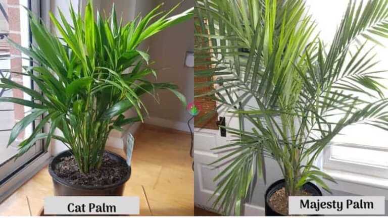 Differences between Cat Palm and Majesty Palm