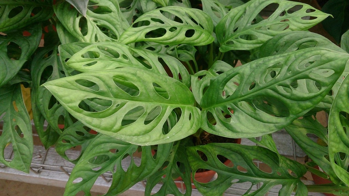 The Monstera obliqua is a green plant
