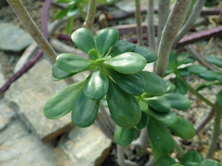 Sedum dendroideum