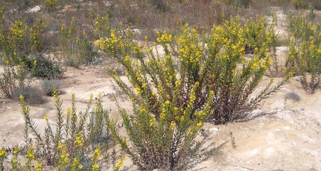 Dittrichia viscosa olive grove