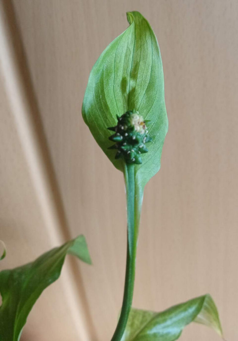 ¿Por qué mis flores de lirio de la paz se vuelven verdes?