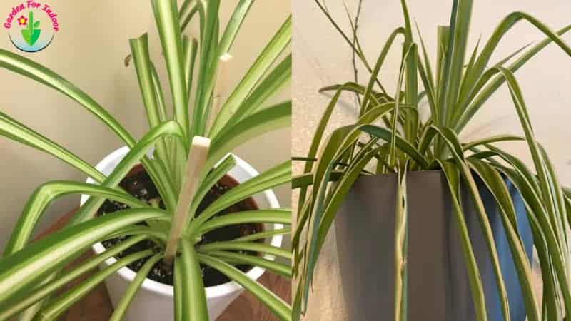 Do spider plants like humidity?  (Dissolved!) – ISPUZZLE