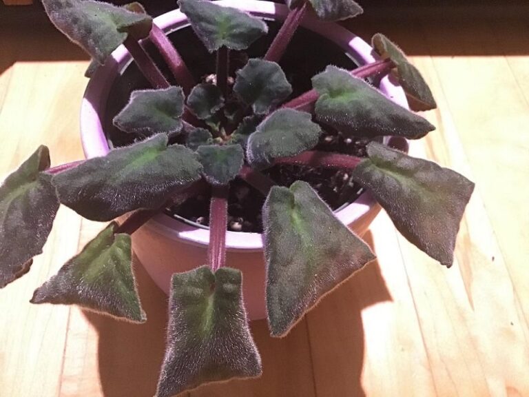 Hojas de violeta africana caídas (causas y soluciones)
