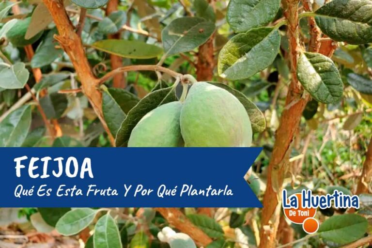 feijoa fruta