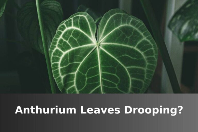 Hojas de Anthurium colgando