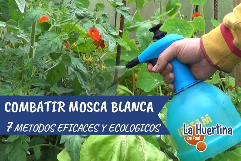 mosca blanca remedio casero