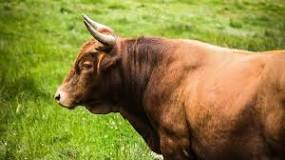 Who is the mother of the ox?