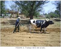 What type of force does an ox exert when pulling the plough?  - A PUZZLE
