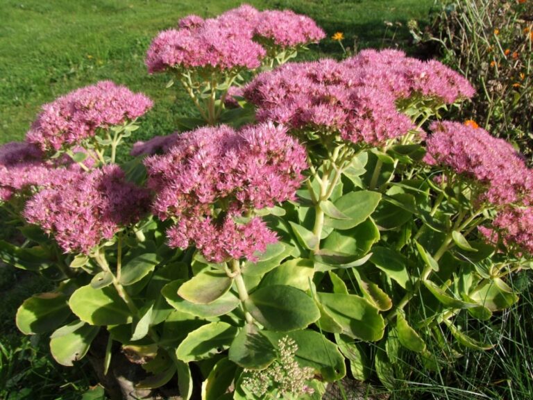 El Sedum spectabile es una crasa