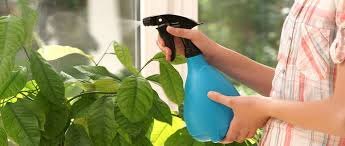 What to spray the plant with water? What to spray the plant with water?