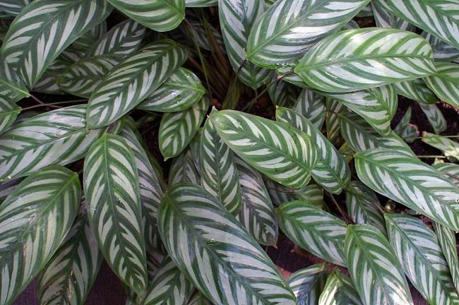 ctenanthe never crash ever crash