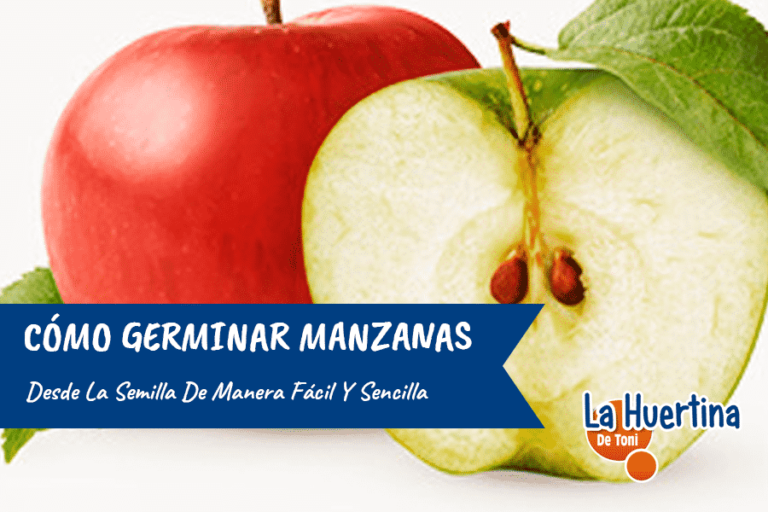 How to Germinate Apple Seeds for Sowing or Planting
