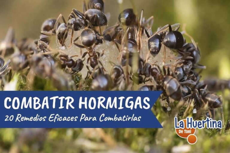remedios contra las hormigas