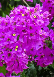 A blooming bougainvillea