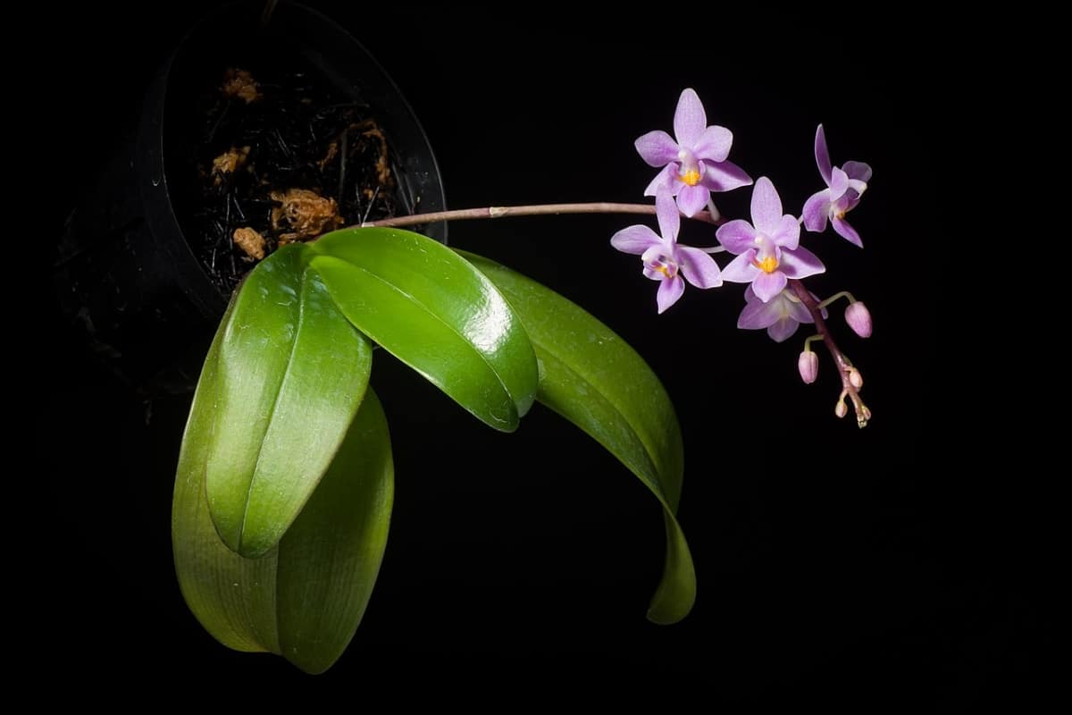 Orchids live in humid forests