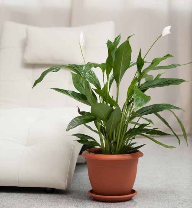 healthy potted peace lily