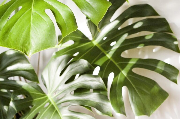 La monstera necesita tutor a veces