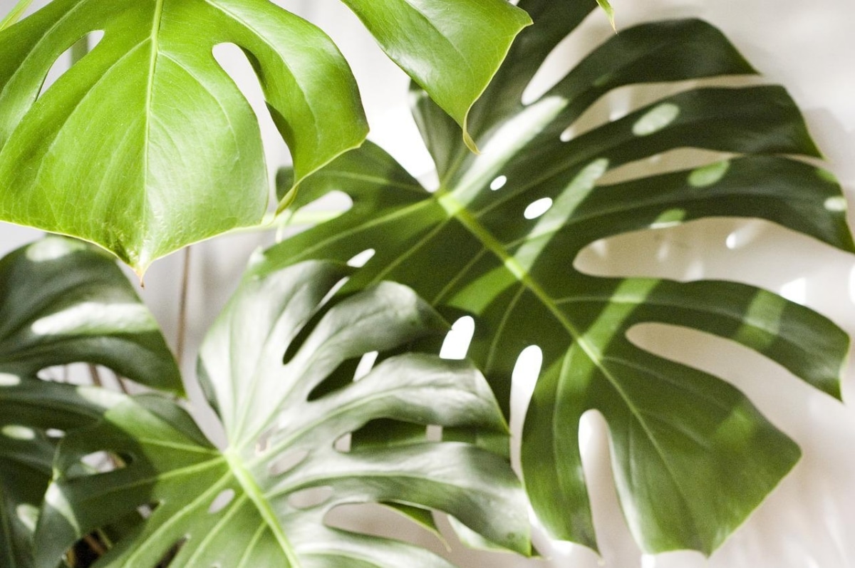 The monstera sometimes needs a guardian
