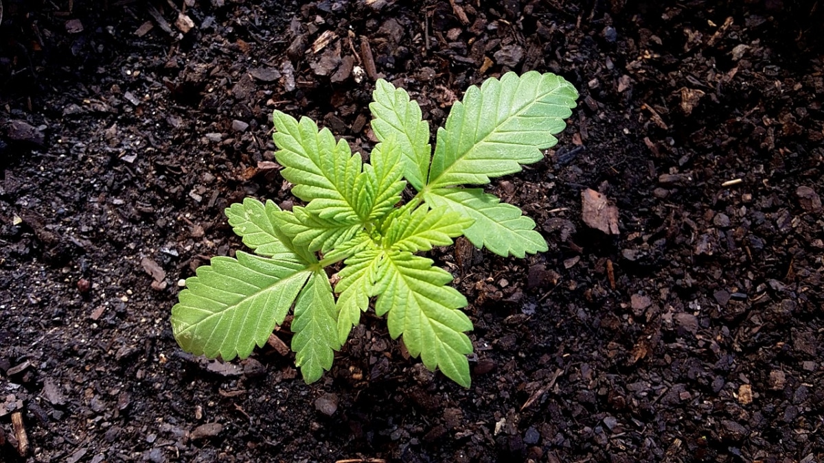 The substrate for marijuana must have good drainage