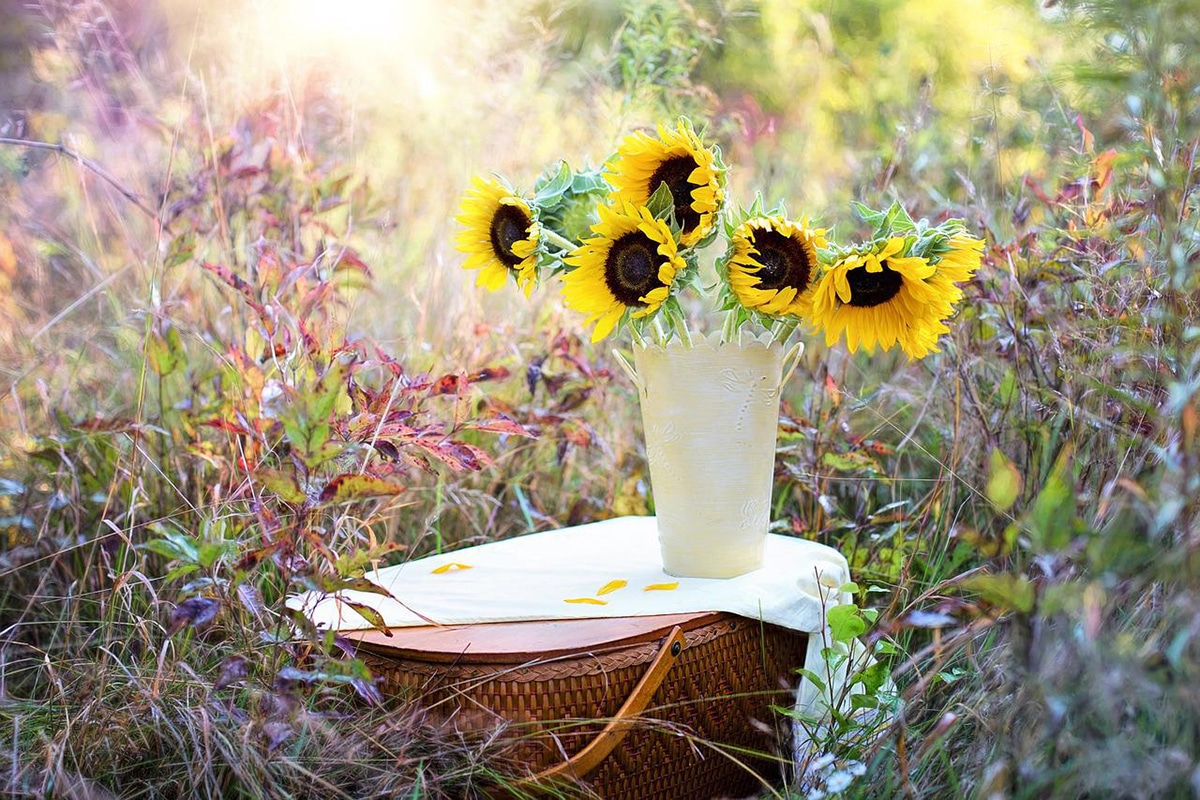 The method for drying a sunflower varies according to the use you want to give it
