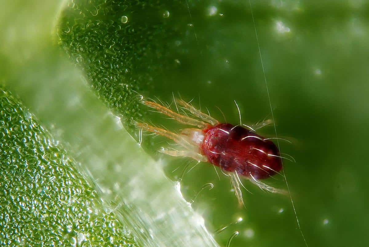 spider mite on roses