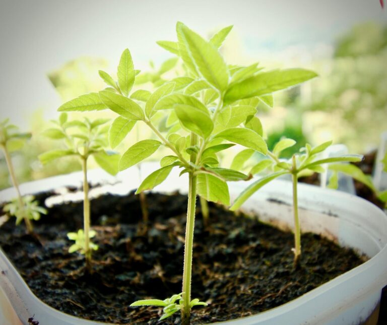 C&oacute;mo cultivar esquejes en interior