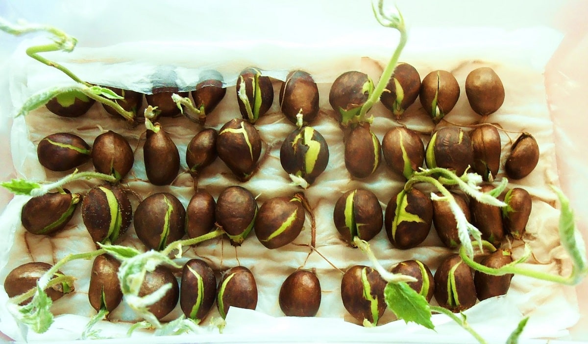 how to plant a medlar bone
