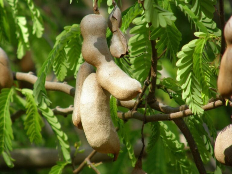 El tamarindo es un &aacute;rbol tropical