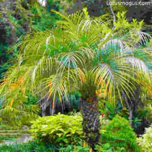 Pygmy date palm safe for cats 