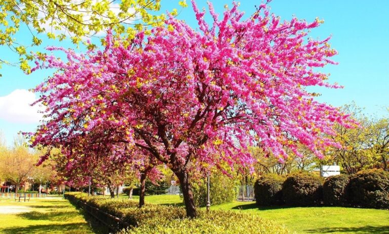 cercis cilicuastrum