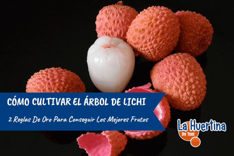 como plantar lichis